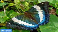 Blue Duke: State butterfly of Sikkim