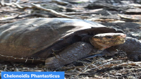 Chelonoidis phantasticus: Giant Tortoise species