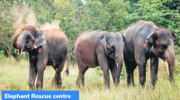 Bihar: Elephant rescue Centre at Valmiki Tiger Reserve