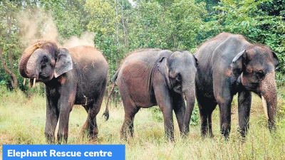 Bihar: Elephant rescue Centre at Valmiki Tiger Reserve