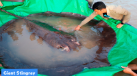 Giant Stingray: World’s largest freshwater fish