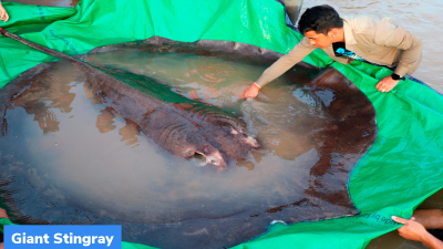 Giant Stingray: World’s largest freshwater fish
