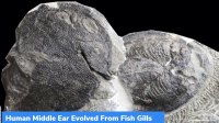 Study: Human Middle Ear Evolved From Fish Gills