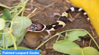 Painted Leopard Gecko