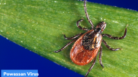 Powassan Virus