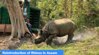 Rhino reintroduction in Assam