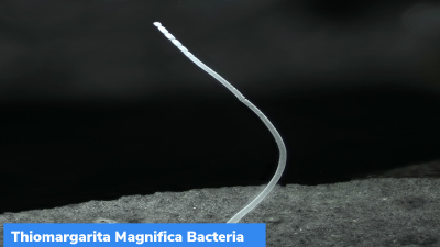 Thiomargarita magnifica Bacteria