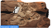 Eoscansor cobrensis: Oldest Known Tree-Climbing Reptile