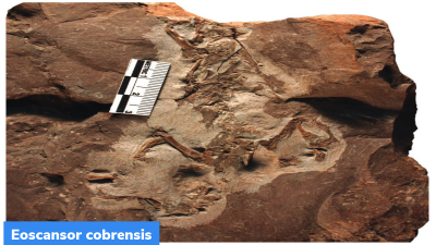 Eoscansor cobrensis: Oldest Known Tree-Climbing Reptile
