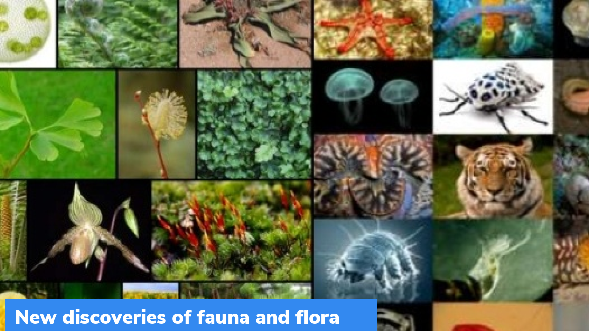 New discoveries and new records of fauna and flora - What are important  current affairs facts? - GKToday