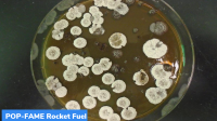 POP-FAME: Rocket fuel from Bacteria