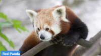 Singalila National Park- Introduction of Red Pandas