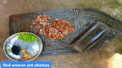 GI Tag: Mayurbhanj’s ‘Ant chutney’