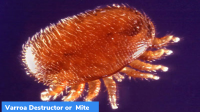 What is Varroa Mite plague in Australia?