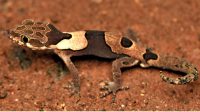 Aravind’s ground gecko: New bent-toed gecko species