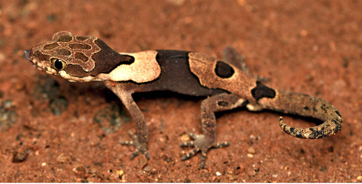 Aravinds Ground Gecko New Bent Toed Gecko Species Gktoday