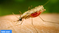 India: Target to eliminate Kala-azar by 2023