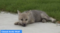 World’s First Cloned Arctic Wolf