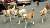 Kerala: Expert committee to study human rabies deaths