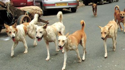Kerala: Expert committee to study human rabies deaths