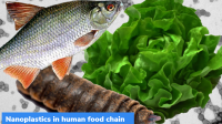 Nanoplastics in human food chain