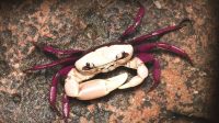 Ghatiana Dwivarna: New Crab Species