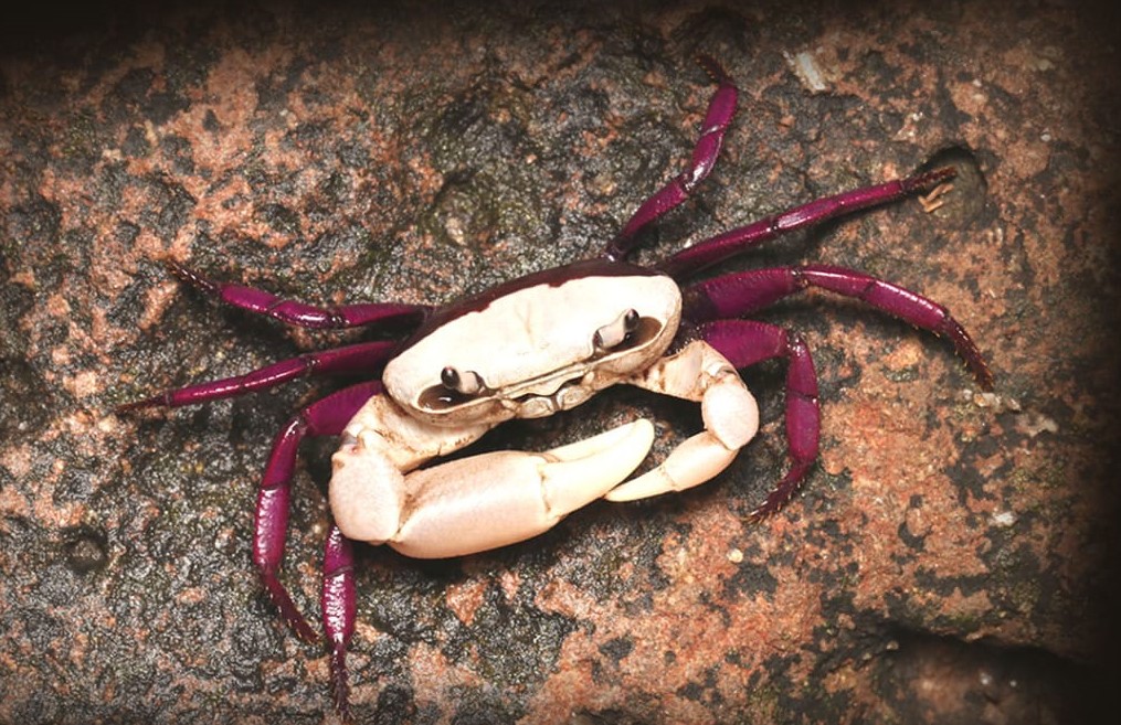 Ghatiana Dwivarna: New Crab Species - GKToday