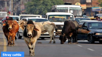 Gujarat Government withdraws Cattle Control Bill