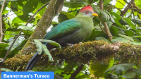 Bannerman’s Turaco