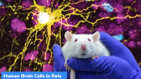 Human brain cells integrated into new-born rats