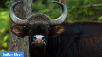 Reintroduction of Gaurs in Sri Lanka