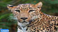 Leopards in Asola Bhatti Wildlife Sanctuary