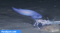 Paraliparis selti – new species of deep sea fish