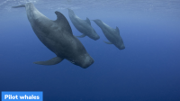 Death of Pilot Whales in New Zealand