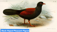 Black-Naped Pheasant-Pigeon