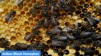 Indian Black Honeybee