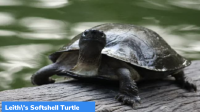 Leith’s Softshell Turtle