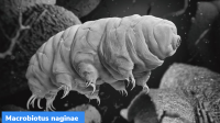 New Species of Tardigrade