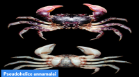 Pseudohelice annamalai