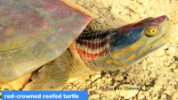 Red-crowned Roofed Turtle – Update (November, 2022)