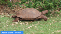 Recent Rewilding of Endangered Asian Giant Tortoises
