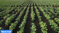 “Global Status of Black Soils” Report