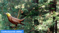 Confuciusornis shifan