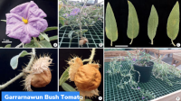 Garrarnawun Bush Tomato