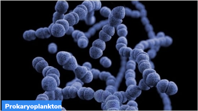 Small Portion of Prokaryoplankton Consume Most of the Oxygen in the Ocean