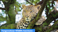 Tungareshwar Wildlife Sanctuary Exempted from SC’s ESZ Mandate