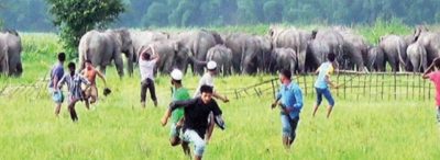 Muthuvans and Human-Animal Conflicts