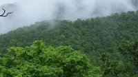 Odisha: CAMPA New Action Plan for 2023-24