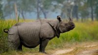 State of the Rhino Report