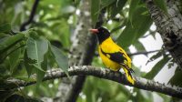 Silent Valley Bird Survey